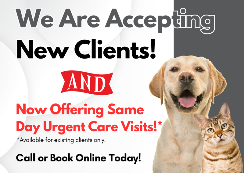 Carousel Slide 2: Now Welcoming New Clients & Offering Same Day Appointments